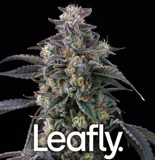 A detailed nug photo of Barney's Farm's Super Boof strain, one of our picks for the best feminized seeds of 2025